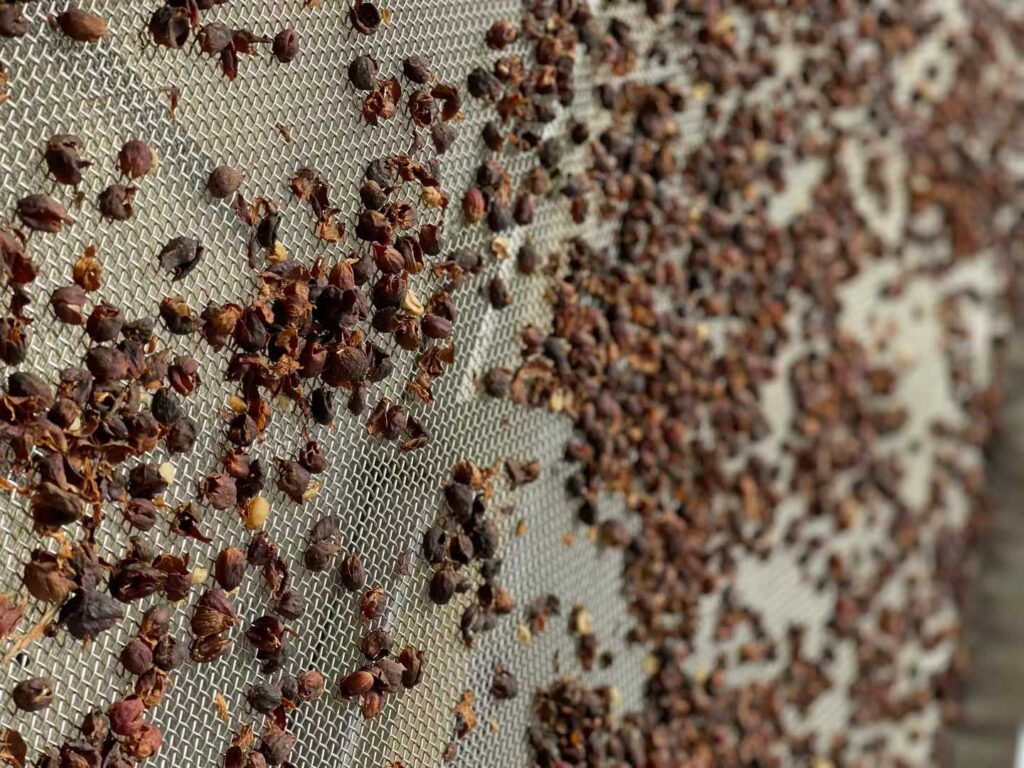 Application Case of Jiwei Dual-Rod Level Switch in Coffee Bean Processing, Baoshan, Yunnan