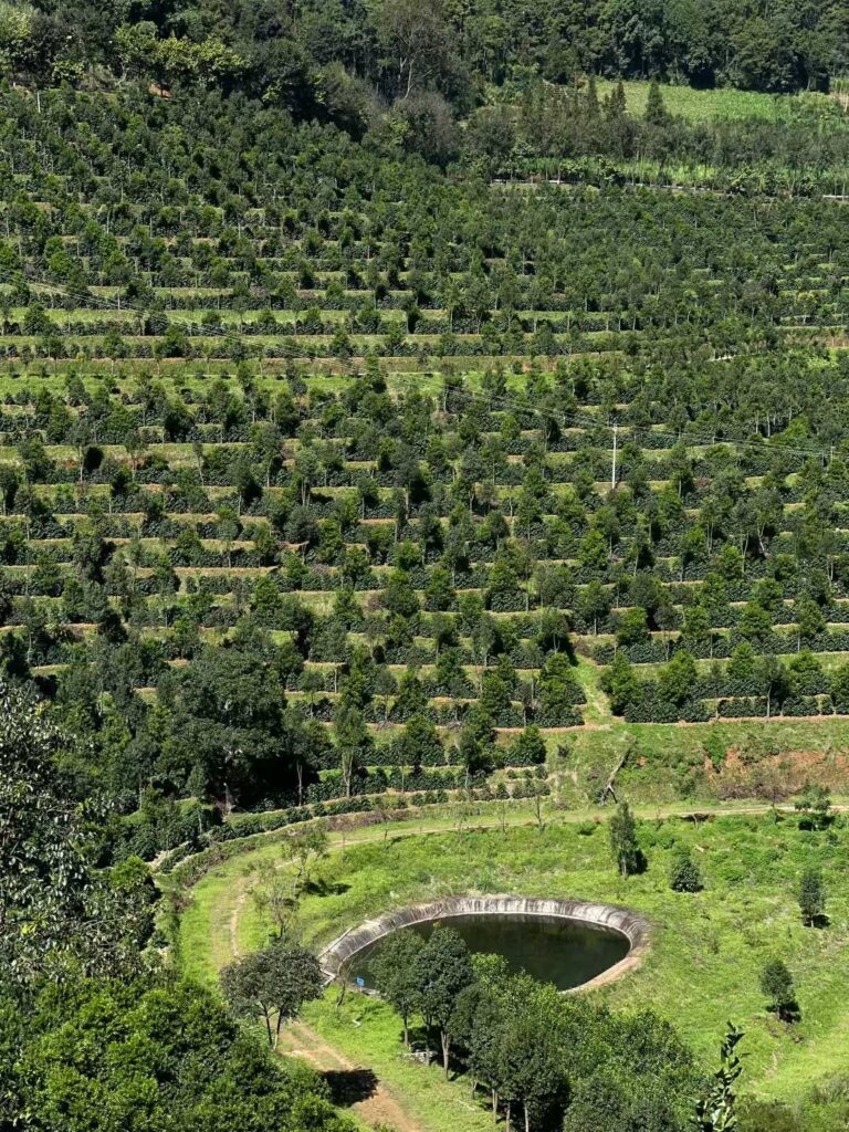 Application Case of Jiwei Dual-Rod Level Switch in Coffee Bean Processing, Baoshan, Yunnan