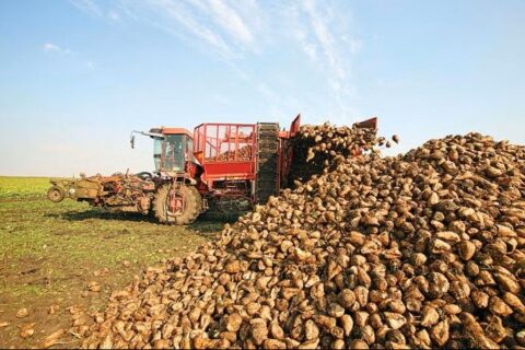 Application of Jiwei Radar Level Transmitters for Sugar Beet Conveyor Belt Level Monitoring